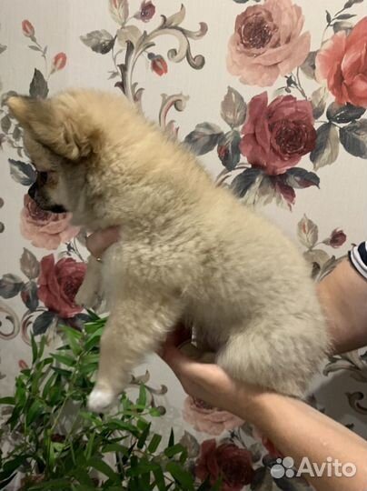 Щенки чихуахуа