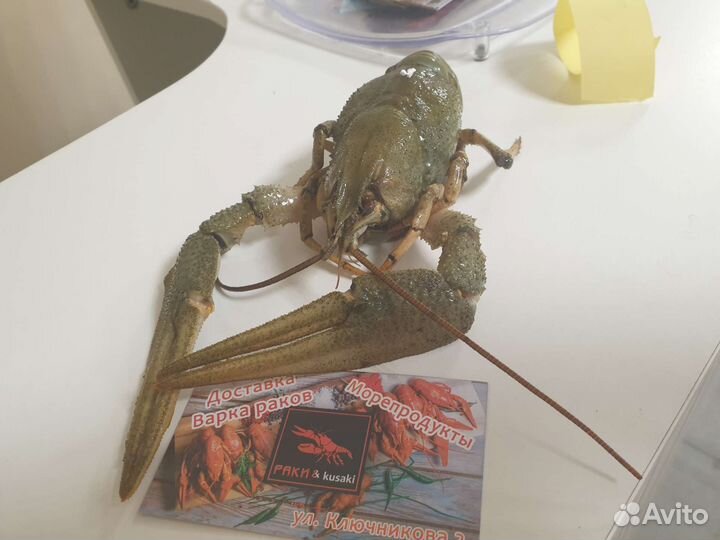 Живые Раки круглосуточно доставка