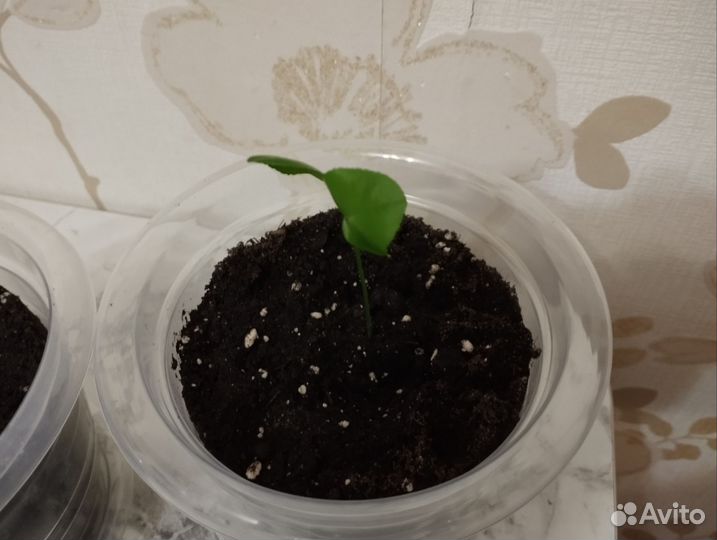 Лимонное дерево рассада