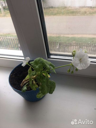 Комнатные цветы