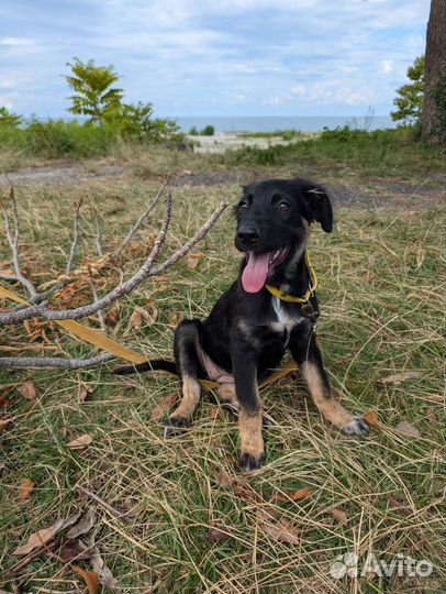 Добрейший щенок девочка похож на овчарку