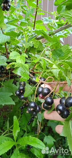 Смородина белая и чёрная Багира, Не ягоды