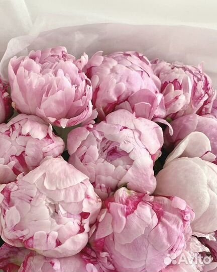 Пионы цветы крупные розовые премиум доставка