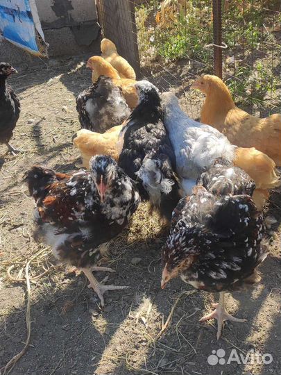 Цыплята орпингтоны