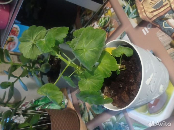 Герань пеларгония