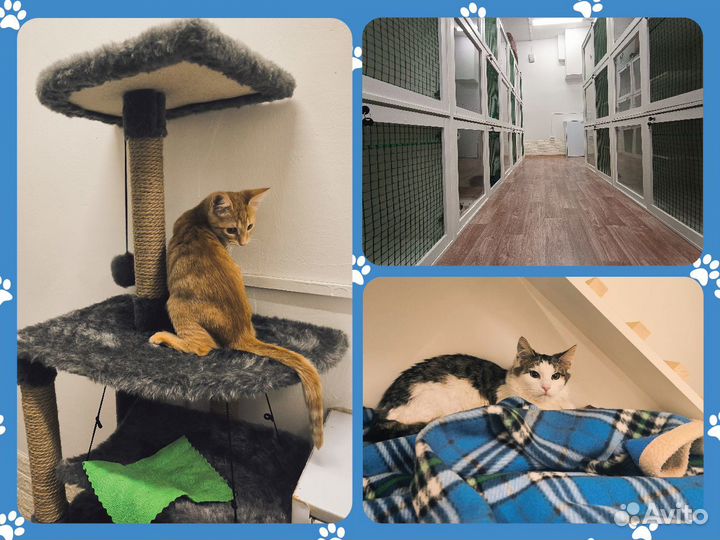 Передержка животных(кошек И других питомцев