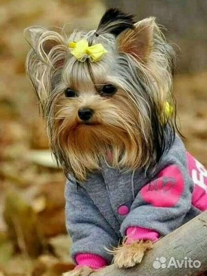 Передержка собак и кошек