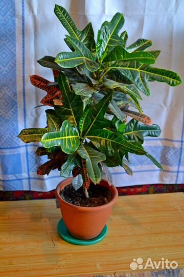 Кротон (Кодиеум)