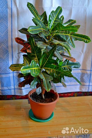 Кротон (Кодиеум)
