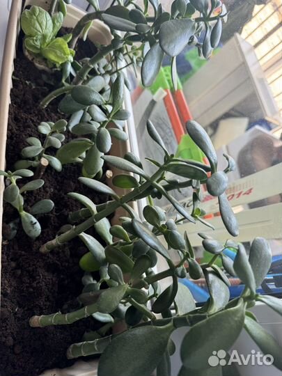 Денежное дерево (толстянка)