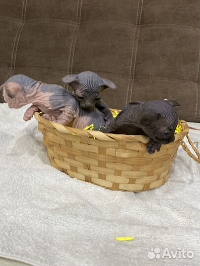 Канадский Сфинкс котенок