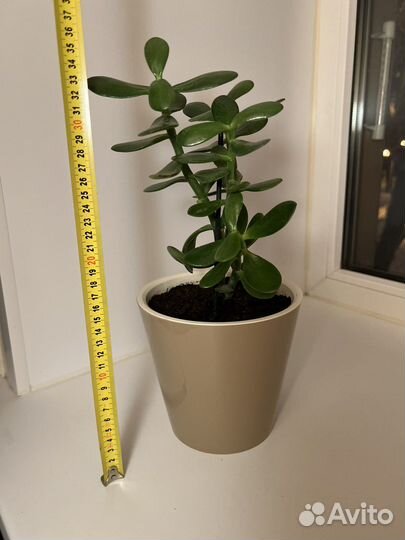 Денежное дерево (крассула или толстянка)