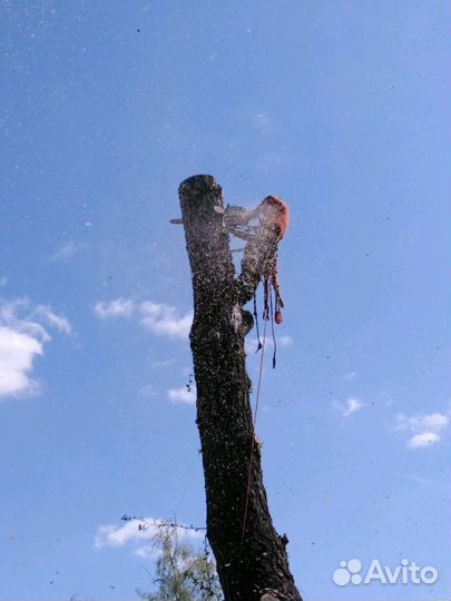 Спил деревьев
