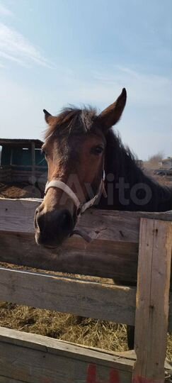 Участок 2,7 га (ИЖС)