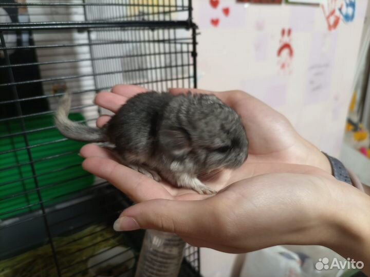 Шиншилла