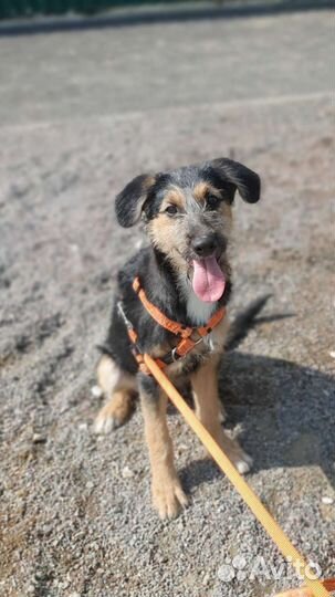 Девочка терьер метис