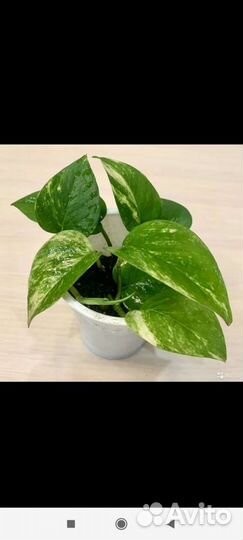 Сциндапсус золотистый