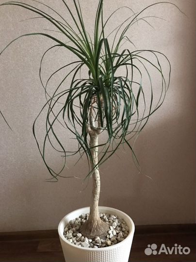 Нолина(слоновья нога )