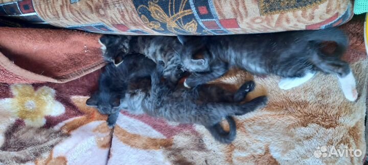 Котята в добрые руки бесплатно