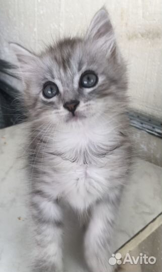 Спасённые малыши ищут дом