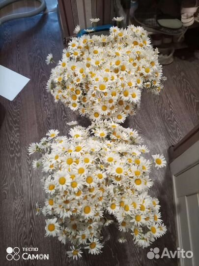 Ромашки луговые букет