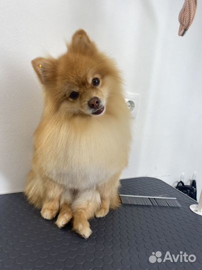 Груминг стрижка животных