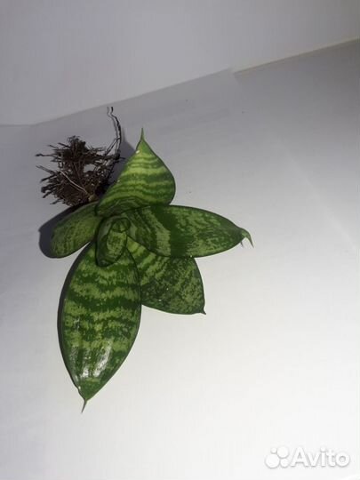 Цветок Сансевиерия Ханни: укоренённые розетки