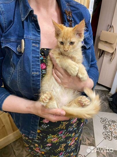 Котята мейн куны. Есть полидакты