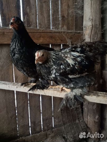 Петушки брама и помесь