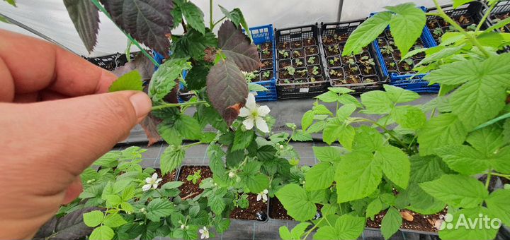 Саженцы малины ежевики и смородины