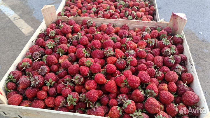 Клубника, Малина