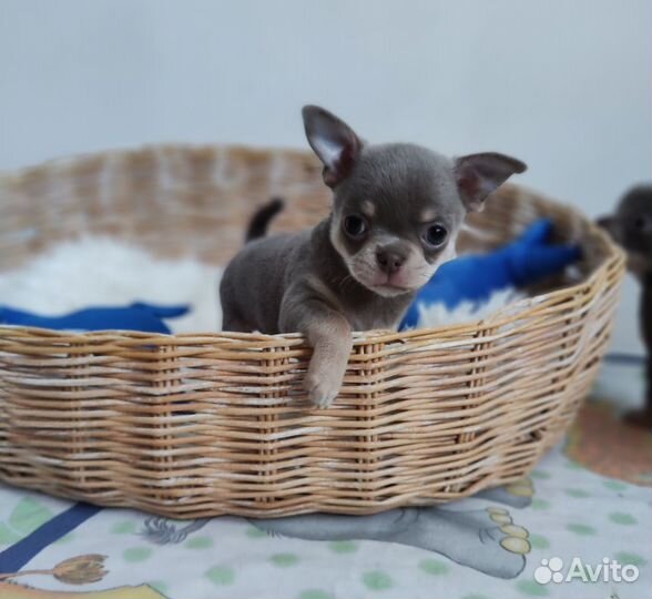 Чихуахуа мини девочка