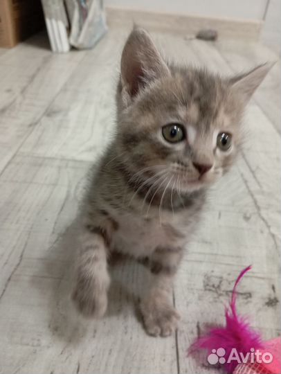 Отдам в добрые руки