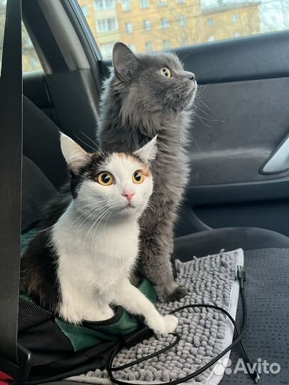 Заберите в добрые руки