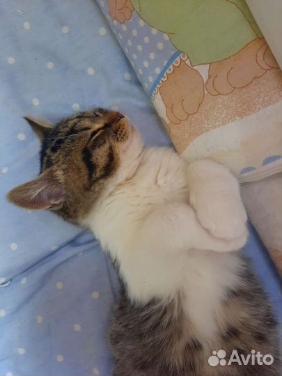 Котик в дар