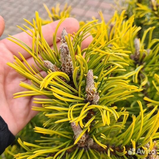 Сосна горная Винтер Голд 'Winter Gold'