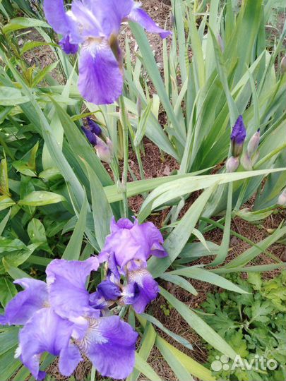 Продам цветы