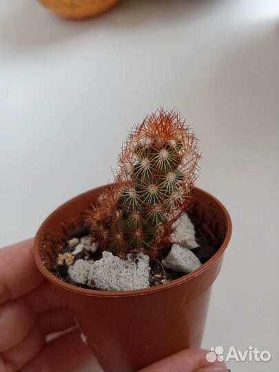 Кактус бесплатно