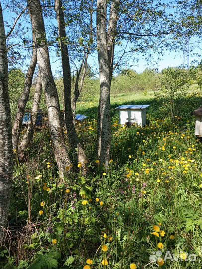 Ульи для пчел