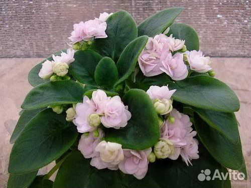 Фиалки сортовые