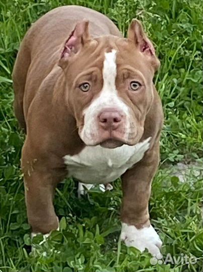 Щеночки американских булли покет
