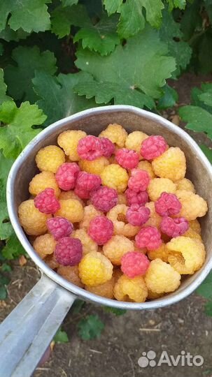 Саженцы Жёлтый Гигант