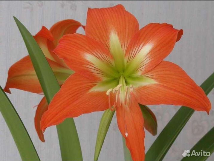 Гиперастум, Герань