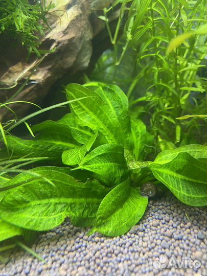 Аквариумное растение