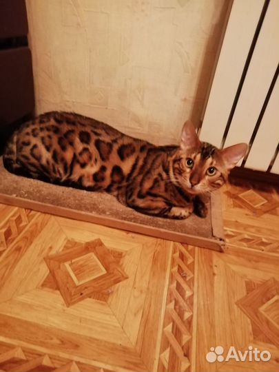 Бенгальский котик приглашает дам для вязки