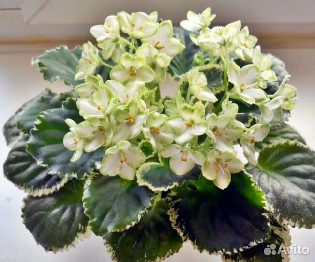 Фиалка сортовая Frozen in time