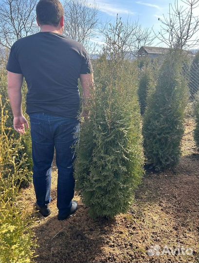 Туя Колумна