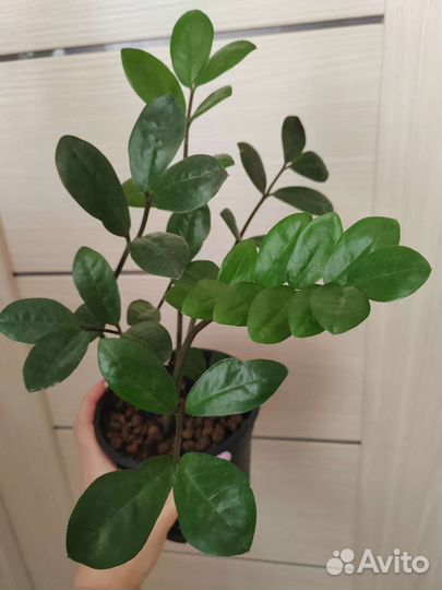 Замиокулькас