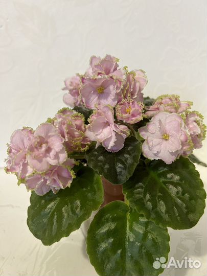 Фиалки цветущие