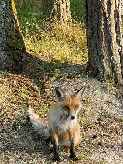 Гид. Экскурсовод на автомобиле